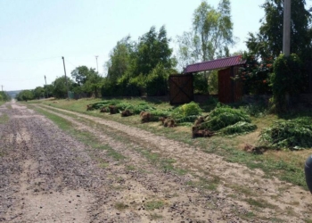 Плантации конопли – на Николаевщине, а «точки» продажи – в Одессе: правоохранители изъяли 90 кг марихуаны