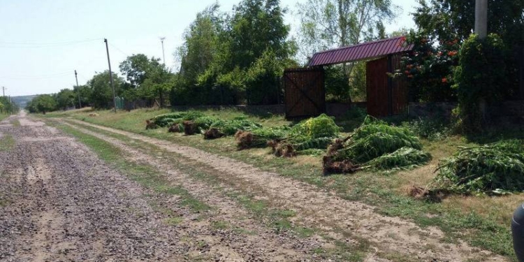 Плантации конопли – на Николаевщине, а «точки» продажи – в Одессе: правоохранители изъяли 90 кг марихуаны