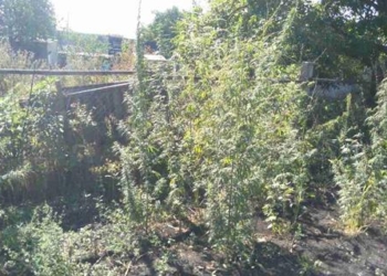 В Веселиновском районе коноплю выращивали для прокорма птиц и наживки на рыбалке