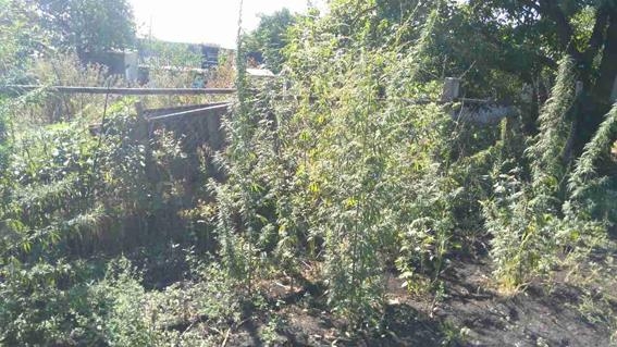 В Веселиновском районе коноплю выращивали для прокорма птиц и наживки на рыбалке