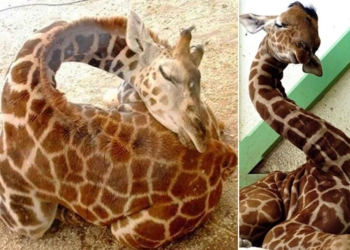 Вы никогда не задумывались, как спят жирафы?