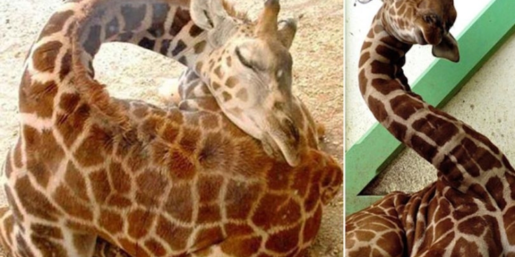 Вы никогда не задумывались, как спят жирафы?