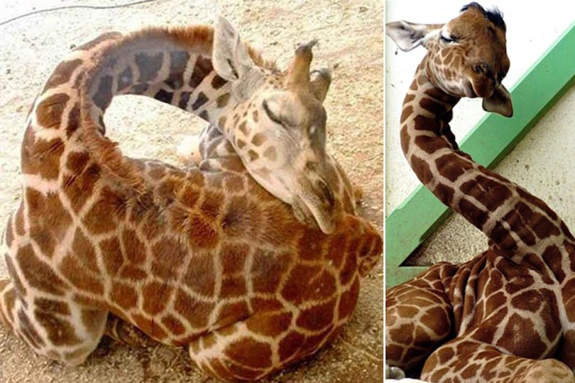 Вы никогда не задумывались, как спят жирафы? 5