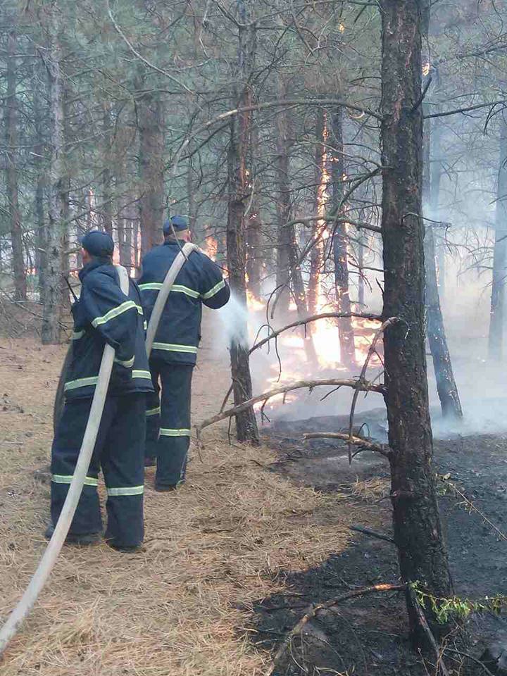 На Николаевщине горит Новопетровский лес – пожар, который мешает тушить ветер, охватил 50 га 7