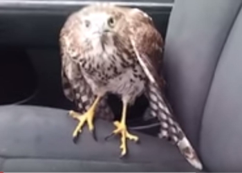 В Техасе ястреб спрятался от урагана в такси и отказался улетать