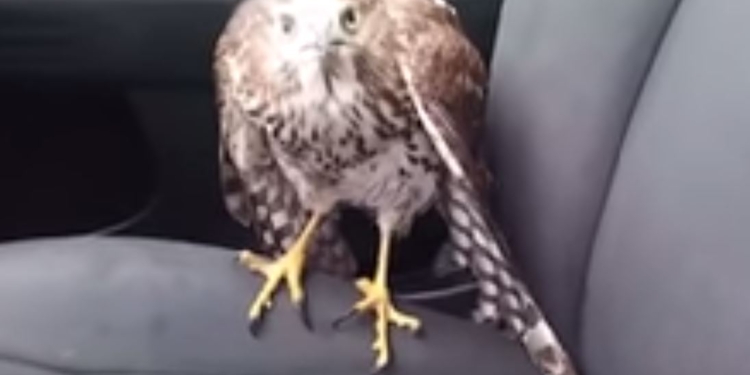 В Техасе ястреб спрятался от урагана в такси и отказался улетать