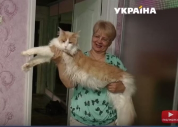 Семья под Полтавой держит 17 огромных котов мейн-кунов