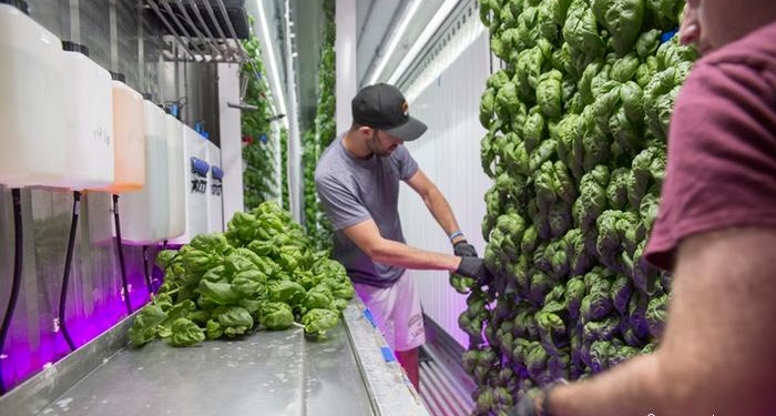 Шанс спасти планету? В США становятся популярными городские фермы