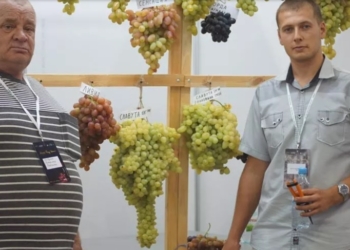 21-летний николаевский виноградарь взял сразу 2 награды на конкурсе «Чудо-виноград». Одну из них – за грону весом почти 7 кг