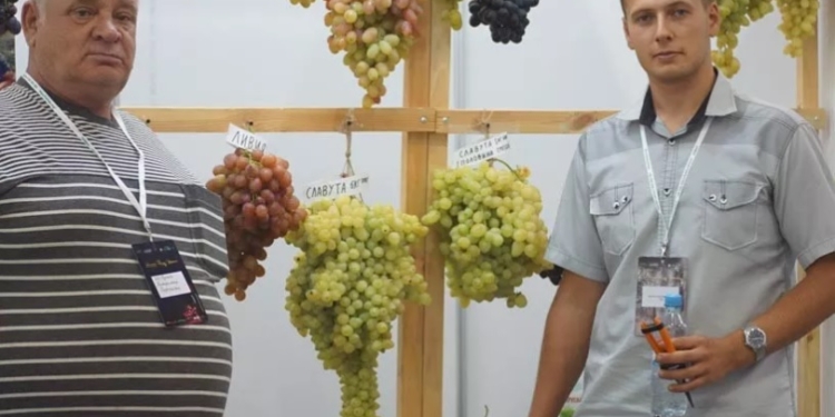 21-летний николаевский виноградарь взял сразу 2 награды на конкурсе «Чудо-виноград». Одну из них – за грону весом почти 7 кг