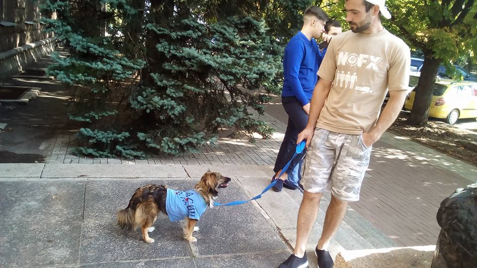 «Бездомные животные – не мусор!»: сессию Николаевского горсовета пикетируют защитники животных 7