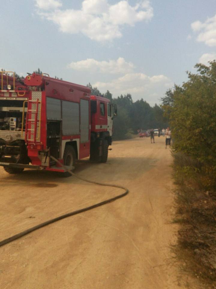 На Николаевщине горит Новопетровский лес – пожар, который мешает тушить ветер, охватил 50 га 9
