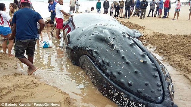 Китенок – не котенок: более 300 волонтеров спасали малыша горбатого кита, застрявшего на пляже в Бразилии 7