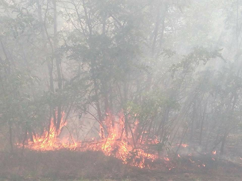 На Николаевщине горит Новопетровский лес – пожар, который мешает тушить ветер, охватил 50 га 11