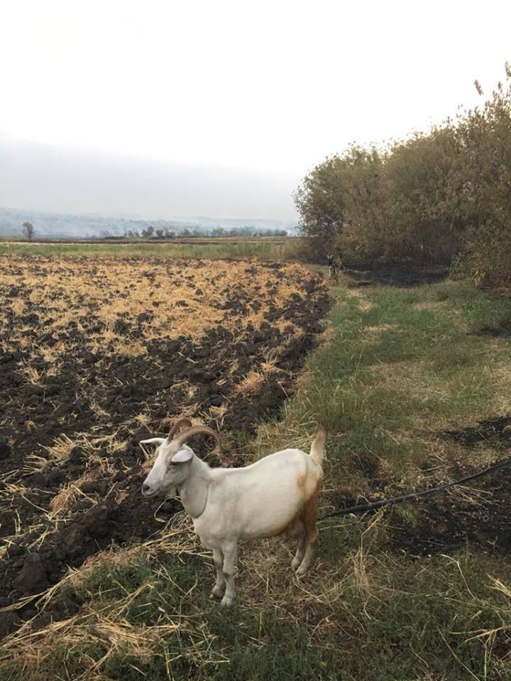 Вчера пожар уничтожил маленькое село на Донбассе 10