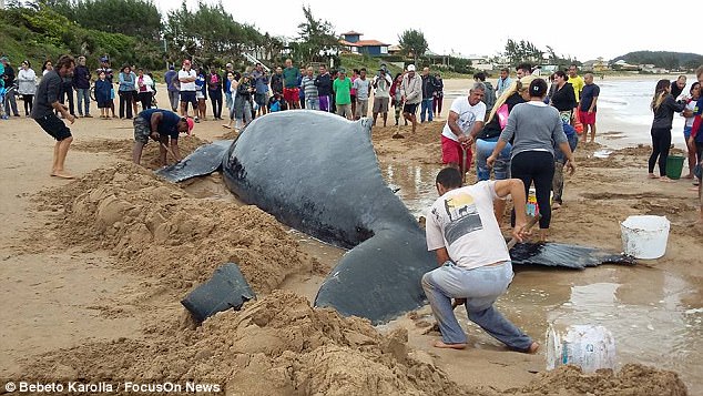 Китенок – не котенок: более 300 волонтеров спасали малыша горбатого кита, застрявшего на пляже в Бразилии 9
