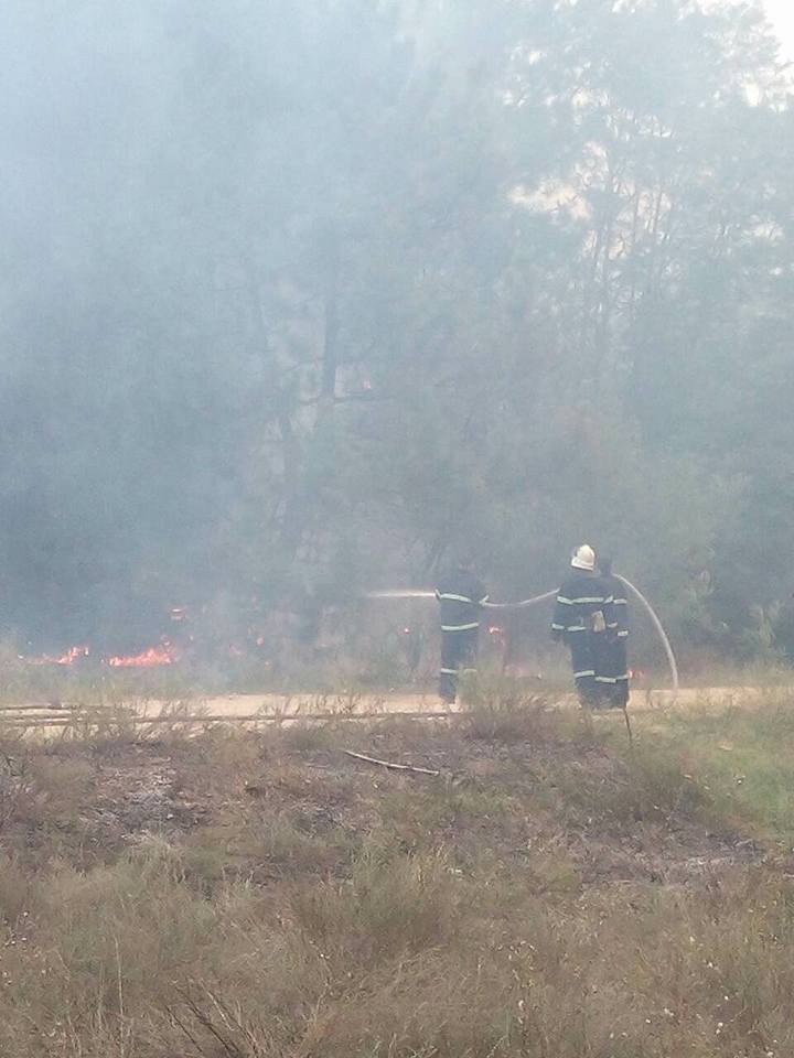 На Николаевщине горит Новопетровский лес – пожар, который мешает тушить ветер, охватил 50 га 13
