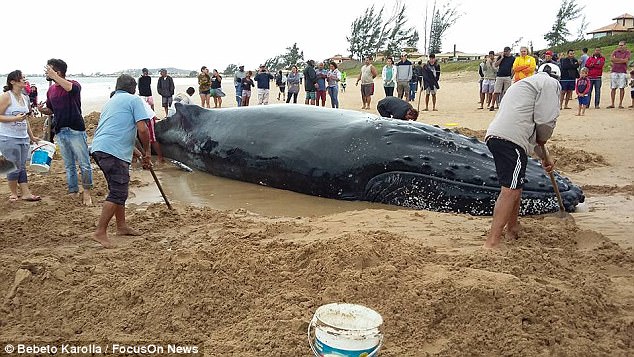 Китенок – не котенок: более 300 волонтеров спасали малыша горбатого кита, застрявшего на пляже в Бразилии 11
