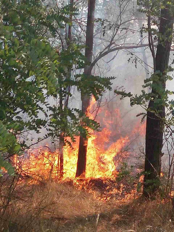 На Николаевщине горит Новопетровский лес – пожар, который мешает тушить ветер, охватил 50 га 1