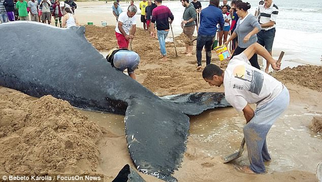 Китенок – не котенок: более 300 волонтеров спасали малыша горбатого кита, застрявшего на пляже в Бразилии 13