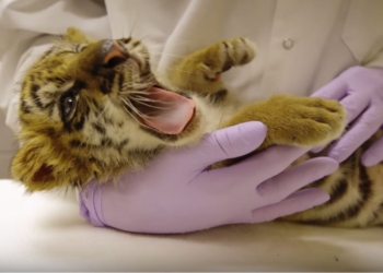 Совсем кроха. Пограничники США на границе с Мексикой изъяли контрабандного тигренка – его везли в машине