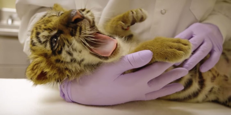 Совсем кроха. Пограничники США на границе с Мексикой изъяли контрабандного тигренка – его везли в машине