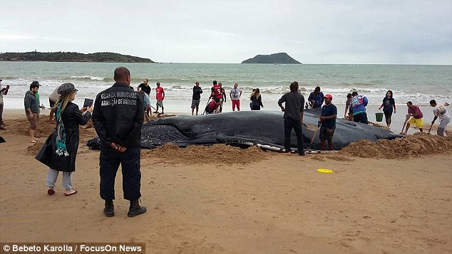 Китенок – не котенок: более 300 волонтеров спасали малыша горбатого кита, застрявшего на пляже в Бразилии 15