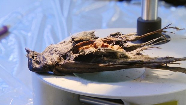 Ученые нашли останки птицы, которой более 4 тысяч лет 1