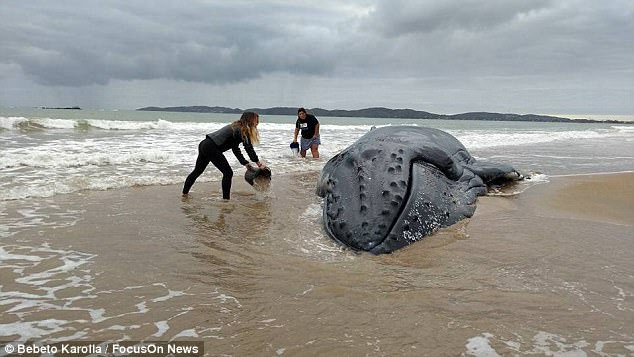 Китенок – не котенок: более 300 волонтеров спасали малыша горбатого кита, застрявшего на пляже в Бразилии 17