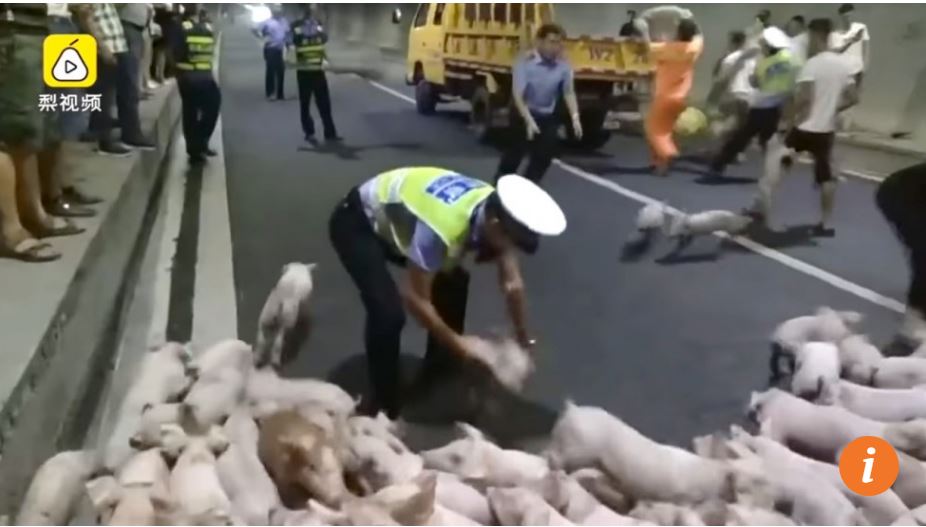 В Китае свиньи заблокировали движение - около 200 поросят разбежались в тоннеле после ДТП 1