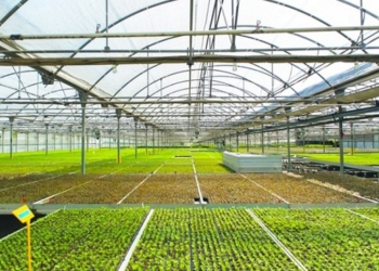 В Египте возведут аграрный город стоимостью $10 млрд