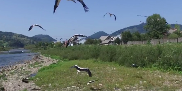 Так много аистов вы еще не видели. В Закарпатье птицы облюбовали берег реки