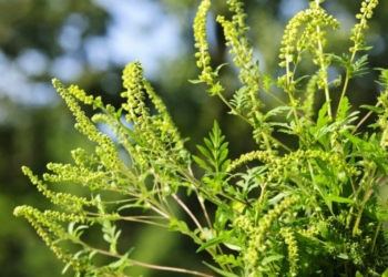 Департамент ЖКХ рассказал, как в Николаеве борются с амброзией