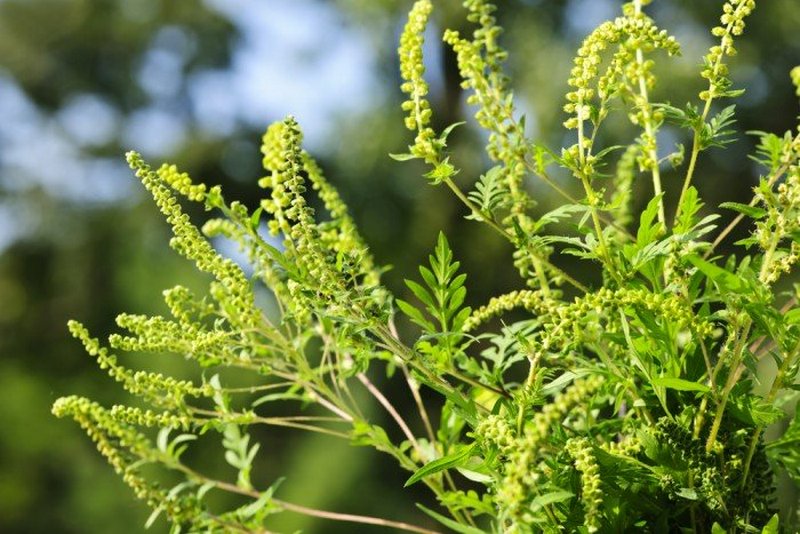 Вниманию аллергиков: Украина вошла в первый двойной пик цветения полыни и амброзии 1