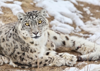 ООН требует защитить снежных барсов