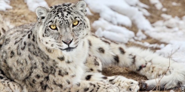 ООН требует защитить снежных барсов