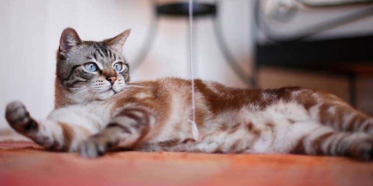 В Австралии кошка стала причиной пожара – убытки составили $40 тысяч