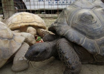 В Японии из зоопарка убежала гигантская черепаха. Уже второй раз