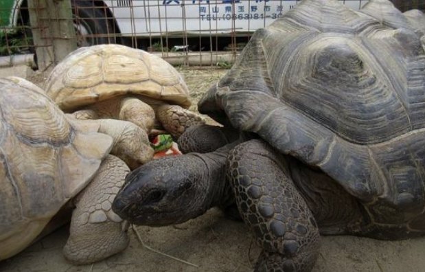 В Японии из зоопарка убежала гигантская черепаха. Уже второй раз 1