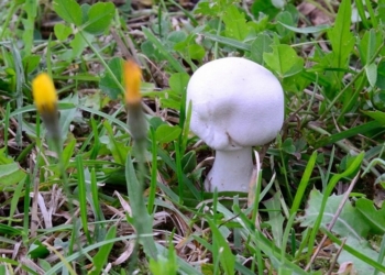 С начала года от отравления грибами умерли 5 украинцев