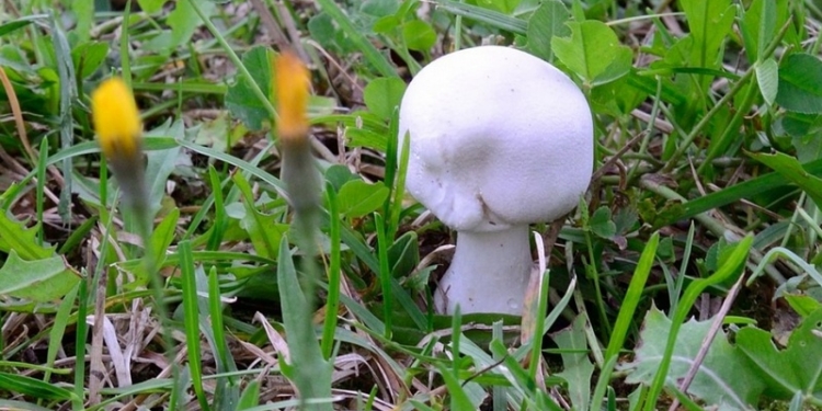 С начала года от отравления грибами умерли 5 украинцев