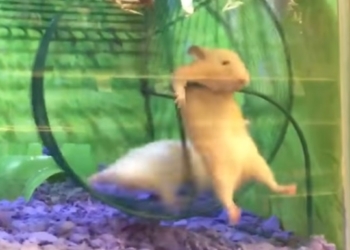 Жертва фитнеса: жизнь хомяка тоже полна опасностей