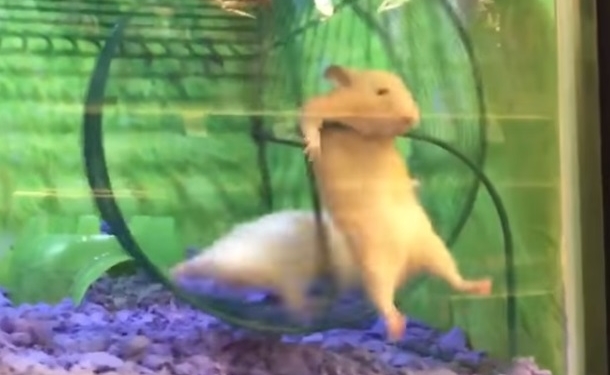 Жертва фитнеса: жизнь хомяка тоже полна опасностей