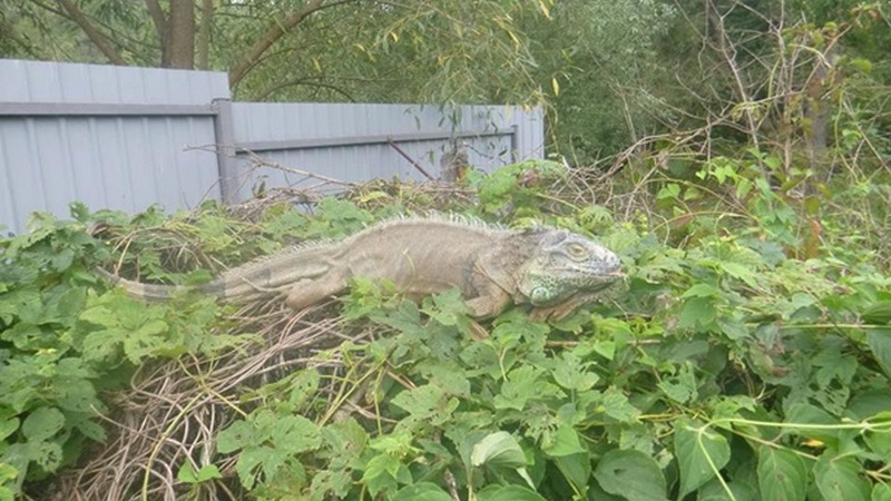 Жительница села под Киевом пожаловалась, что динозавр объедает ее кабачки: спасатели животных выловили крупную игуану 1