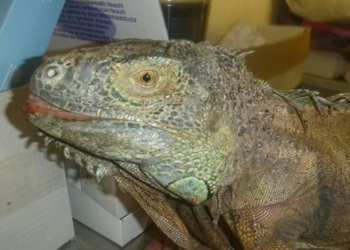 Жительница села под Киевом пожаловалась, что динозавр объедает ее кабачки: спасатели животных выловили крупную игуану