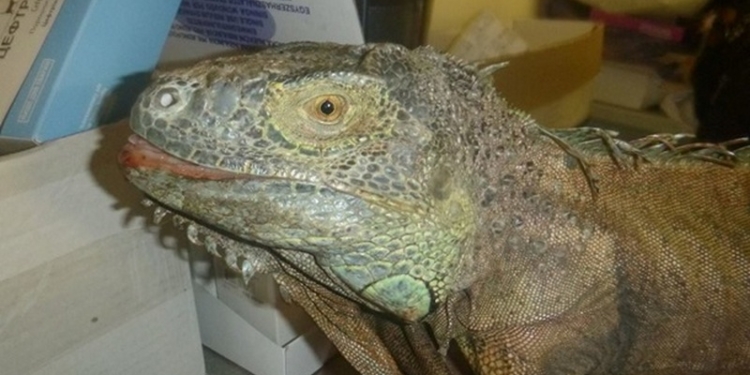 Жительница села под Киевом пожаловалась, что динозавр объедает ее кабачки: спасатели животных выловили крупную игуану