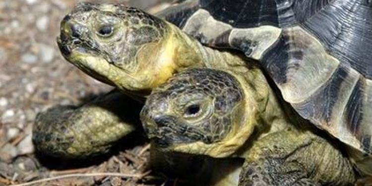 Горынична: обнаружили двуглавую морскую черепаху