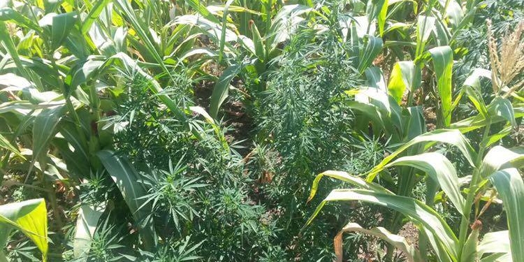 В Баштанском районе выращивали коноплю в кукурузе