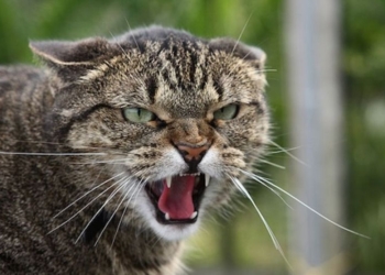 В Харькове на нескольких улицах ввели карантин из-за бешеного кота