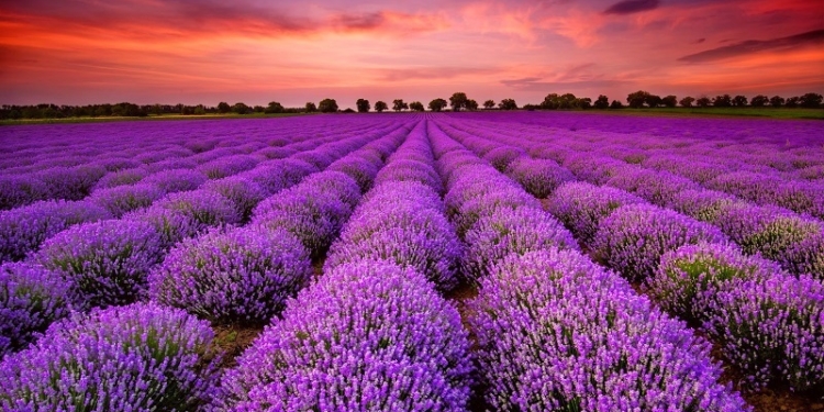 Изменение климата лишает Прованс его главного символа